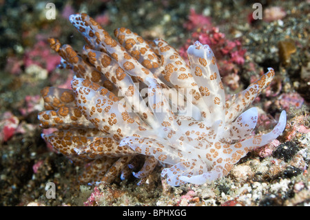 Phyllodesium Nacktschnecken, Lembeh Strait, Sulawesi, Indonesien. Stockfoto