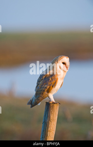 Schleiereule Tyto Alba Jagd Cley NWT Reserve North Norfolk Januar Stockfoto