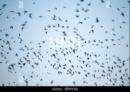 Saatkrähen Corvus Frugilegus und Dohlen Corvus Monedula Ankunft am Schlafplatz am Buckenham im Winter Yare Tal Norfolk Stockfoto