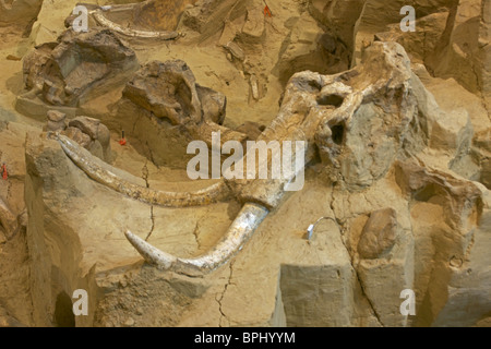 Kolumbianische fossilen Mammut (Mammuthus Columbi) - Schädel und Stoßzähne - South Dakota - USA Stockfoto