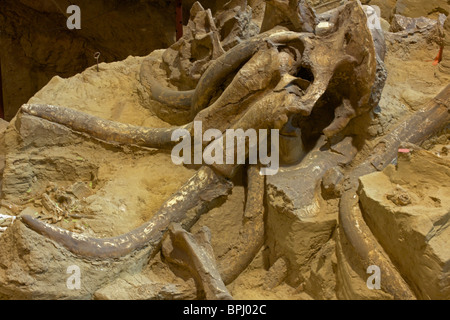 Kolumbianische fossilen Mammut (Mammuthus Columbi) - Schädel und Stoßzähne - South Dakota - USA Stockfoto