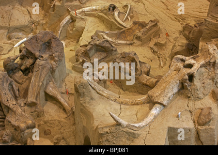 Kolumbianische fossilen Mammut (Mammuthus Columbi) - Schädel und Stoßzähne - South Dakota - USA Stockfoto