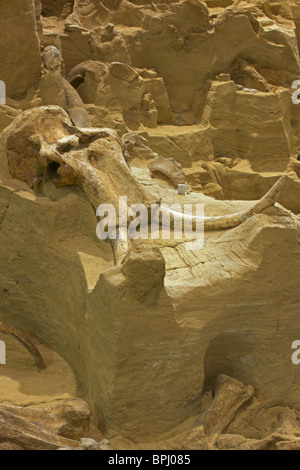 Kolumbianische fossilen Mammut (Mammuthus Columbi) - Schädel und Stoßzähne - South Dakota - USA Stockfoto