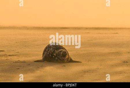 Graue Dichtung Halichoerus Grypus am Strand Blakeney Point Norfolk November Stockfoto