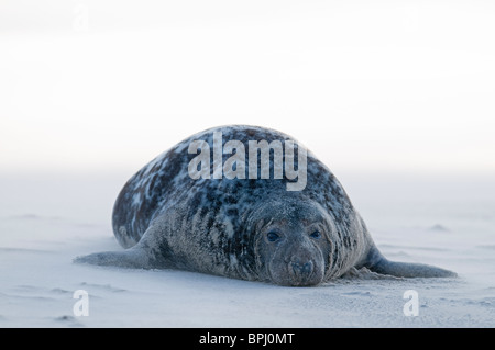 Graue Dichtung Halichoerus Grypus am Strand Blakeney Point Norfolk November Stockfoto