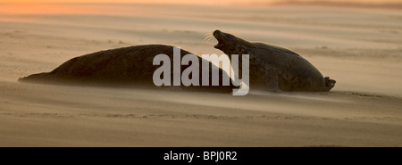 Graue Dichtungen Halichoerus Grypus Bull und weiblich am Strand Blakeney Point Norfolk November Stockfoto