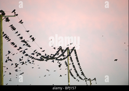 Saatkrähen Corvus Frugilegus Ankunft am Schlafplatz Buckenham Norfolk winter Stockfoto