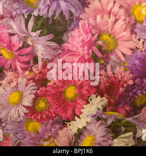 Blau und rosa Aster. Vintage alte Papierstruktur Stockfoto