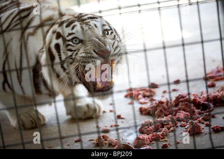 Ein weißer Bengal Tiger schützt seine Mahlzeit während der Fütterungszeiten im Terpentin Creek Wildlife Refuge in Eureka Springs, Arkansas Stockfoto