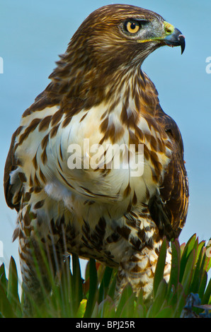 Juvenile Red Tail Falke (Buteo Jamaicensis) Essen Beute, Santa Barbara, Kalifornien, USA Stockfoto