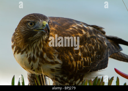 Juvenile Red Tail Falke (Buteo Jamaicensis) Essen Beute, Santa Barbara, Kalifornien, USA Stockfoto