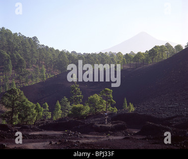 Parque Nacional del Teide, Teneriffa, Kanarische Inseln, Spanien Stockfoto