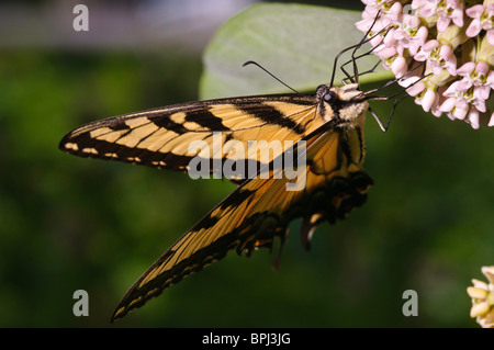 Östliche Tiger Schwalbenschwanz (Papilio Glaucus) Stockfoto