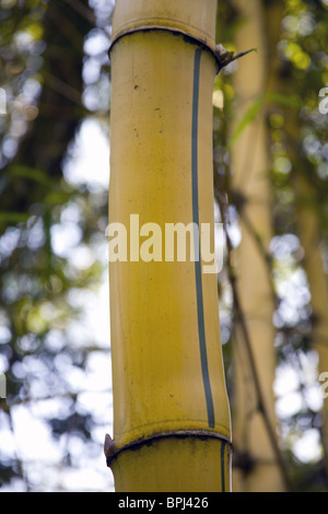 Momentaufnahme des Bambus Baum wächst im tropischen Dschungel Brasilien. Stockfoto