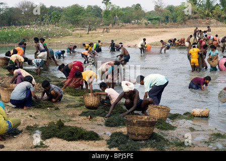 Angeln-Festival im Venthanpatti in der Nähe von Ponnamaravathy, Pudukkottai Bezirk, Tamil Nadu; Indien. Stockfoto