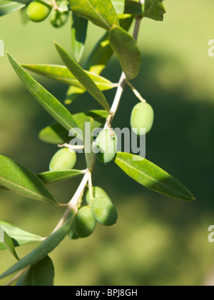 Nahaufnahme des jungen Oliven wachsen auf Baum in Pistoia, Toskana, Italien Stockfoto
