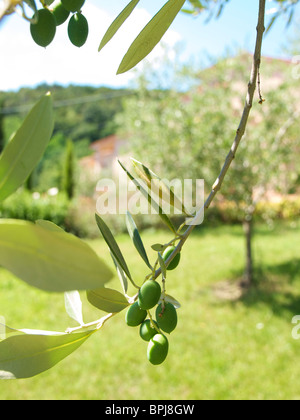 Nahaufnahme des jungen Oliven wachsen auf Baum in Pistoia, Toskana, Italien, mit unscharfen Olivenbaum und toskanischen Haus im Hintergrund Stockfoto
