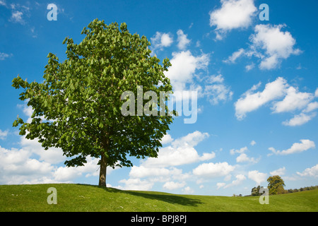 Einzelner Baum auf Rasen gegen blauen Himmel mit Wolken Stockfoto