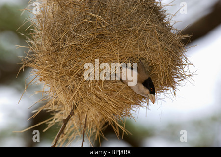 Schwarz-capped soziale Weber (Pseudonigrita Cabanisi) in seinem Nest, Samburu und Buffalo Springs National Reserve, Kenia Stockfoto