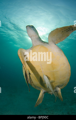 Green Turtle, Chelonia Mydas, mit Schiffshaltern auf Unterseite, Dimakya Island, Coron, Palawan, Philippinen. Stockfoto