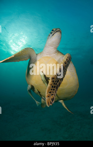 Green Turtle, Chelonia Mydas, mit Schiffshaltern auf Unterseite, Dimakya Island, Coron, Palawan, Philippinen. Stockfoto