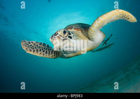 Green Turtle, Chelonia Mydas, mit Schiffshaltern auf Unterseite, Dimakya Island, Coron, Palawan, Philippinen Stockfoto