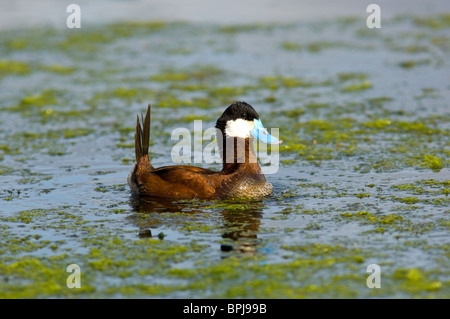 Männliche Ruddy Duck während der Paarungszeit von Brust Blasen um die Weibchen anzulocken Stockfoto