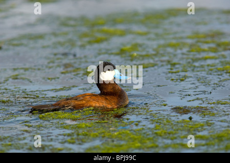 Männliche Ruddy Duck während der Paarungszeit von Brust Blasen um die Weibchen anzulocken Stockfoto