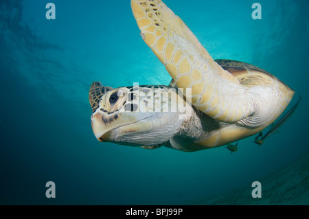 Green Turtle, Chelonia Mydas, mit Schiffshaltern auf Unterseite, Dimakya Island, Coron, Palawan, Philippinen Stockfoto