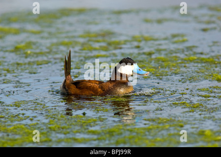 Männliche Ruddy Duck während der Paarungszeit von Brust Blasen um die Weibchen anzulocken Stockfoto