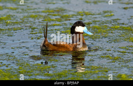 Männliche Ruddy Duck während der Paarungszeit von Brust Blasen um die Weibchen anzulocken Stockfoto