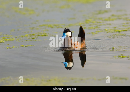 Männliche Ruddy Duck während der Paarungszeit von Brust Blasen um die Weibchen anzulocken Stockfoto