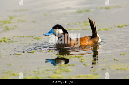 Männliche Ruddy Duck während der Paarungszeit von Brust Blasen um die Weibchen anzulocken Stockfoto