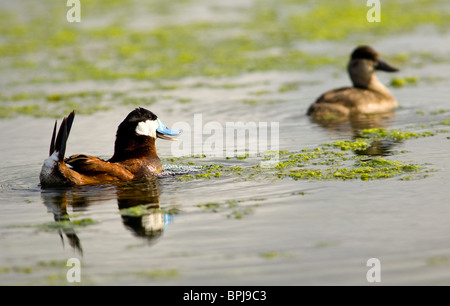 Männliche Ruddy Duck während der Paarungszeit von Brust Blasen um die Weibchen anzulocken Stockfoto