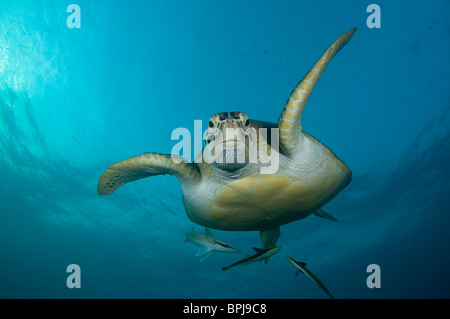 Green Turtle, Chelonia Mydas, mit Schiffshaltern auf Unterseite, Dimakya Island, Coron, Palawan, Philippinen Stockfoto