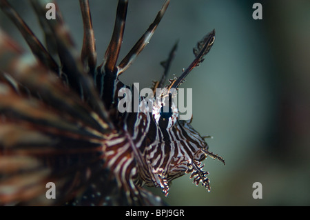 Nahaufnahme des gemeinsamen Rotfeuerfisch Pterois Volitans, Tubbataha, Philippinen. Stockfoto