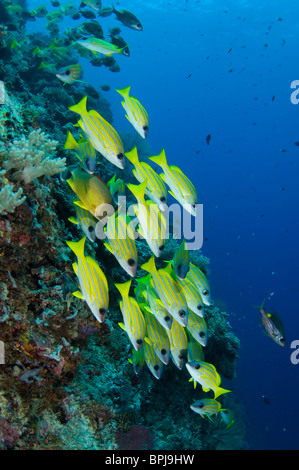 Schule der Bluestripe Snapper, Lutjanus Kasmira, Tubbataha, Philippinen. Stockfoto