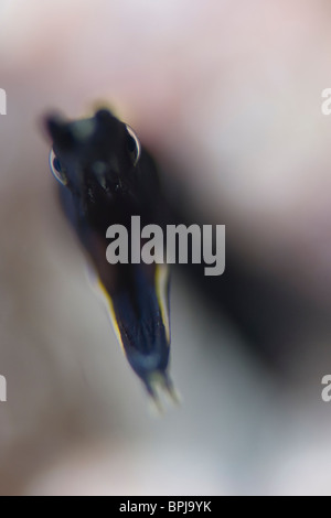 Juvenile Ribbon Eel, Rhinomuraena Quaesita, Delanganem Inseln, Tubbataha, Philippinen. Stockfoto