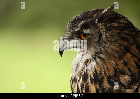 Eurasische Uhu am Welsh Hawking Zentrum Stockfoto