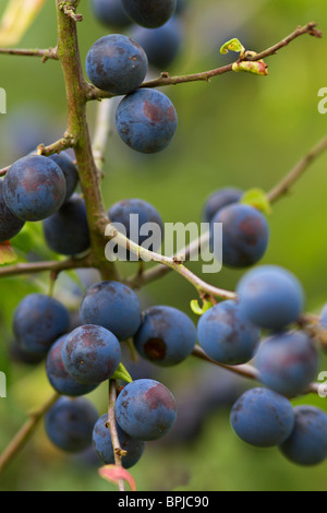 Dunkelblaue Beeren Schlehdorn (Prunus spinosa) bereit im Herbst in Sussex, UK zu holen Stockfoto