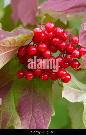 Roten Beeren Der Gefüllte Schneeball (Viburnum opulus) - Ende August in Sussex, UK Stockfoto