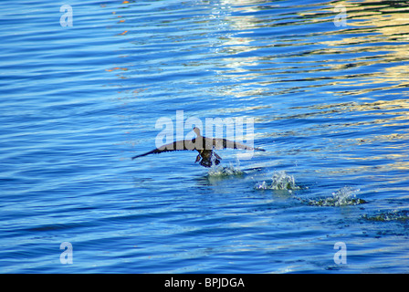 Loon Taking Flight Stockfoto