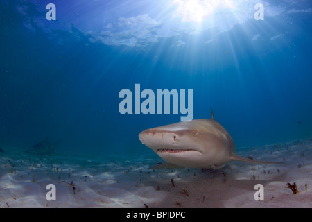 Hai in den Gewässern der Bahamas Stockfoto