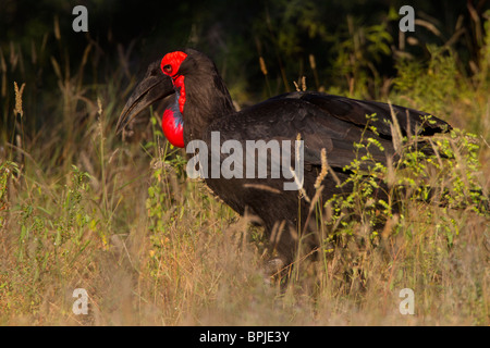 Südliche Hornrabe, Krüger Nationalpark, Südafrika Stockfoto