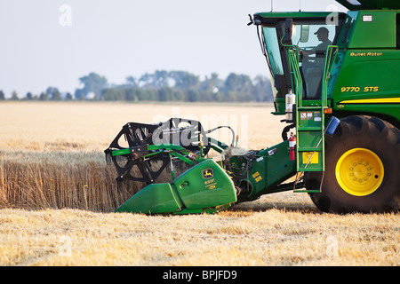 Ein Mähdrescher beim Ernten von Weizen, in der Nähe von Winkler, Manitoba, Kanada. Stockfoto