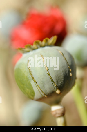 Mohn-Köpfe zeigen die Kürzungen, die verbunden sind mit der Sammlung von Opium sap Stockfoto