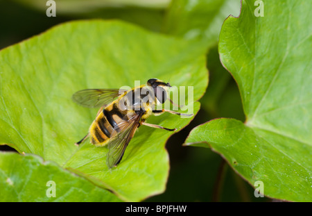Hoverfly (Myathropa florea) Biene/Wespe nachahmen Stockfoto