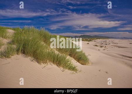 MANZANITA, OREGON, USA - Sanddünen, Gräser und Strand an der Küste von Oregon. Stockfoto