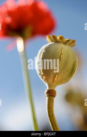 Mohn-Köpfe zeigen die Kürzungen, die verbunden sind mit der Sammlung von Opium sap Stockfoto