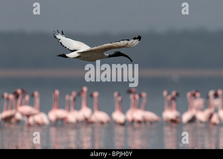 Heiliger Ibis fliegt über das Wasser, Lake Nakuru, Kenia Stockfoto